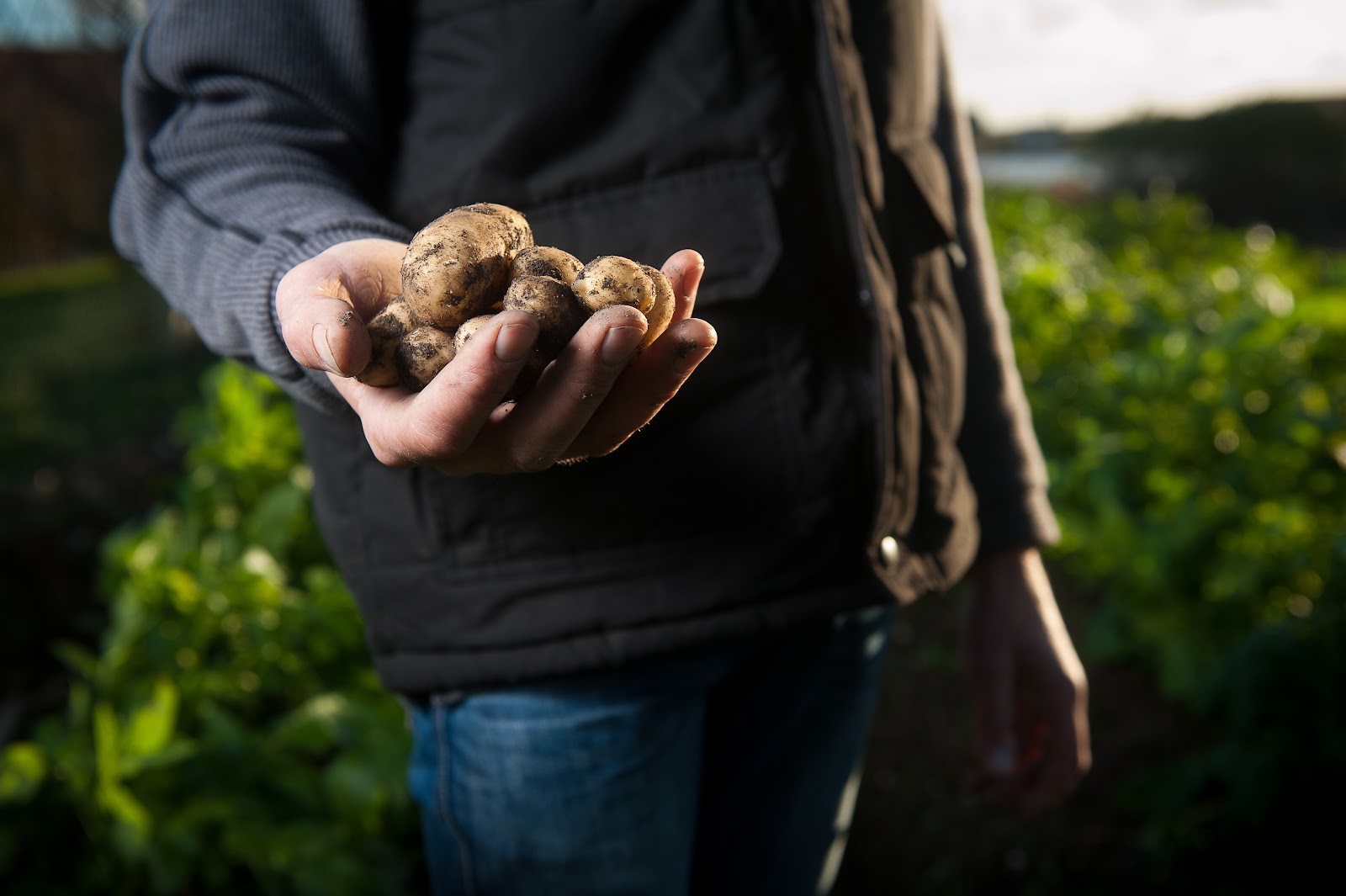 Person holding small potatoes