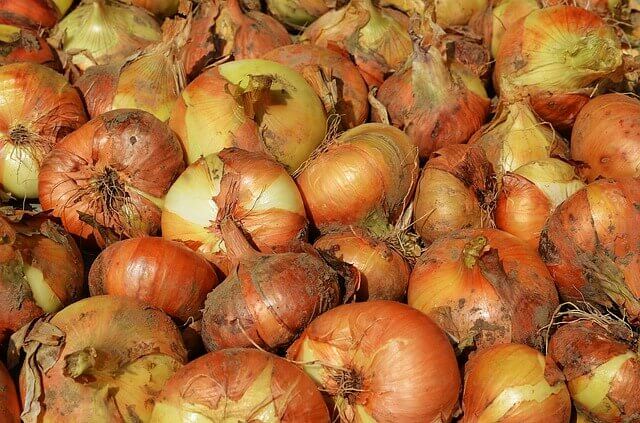 bunch of onions with skin recipe cote d'azur