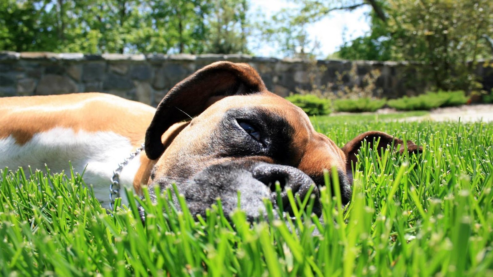 собака лежит на газоне