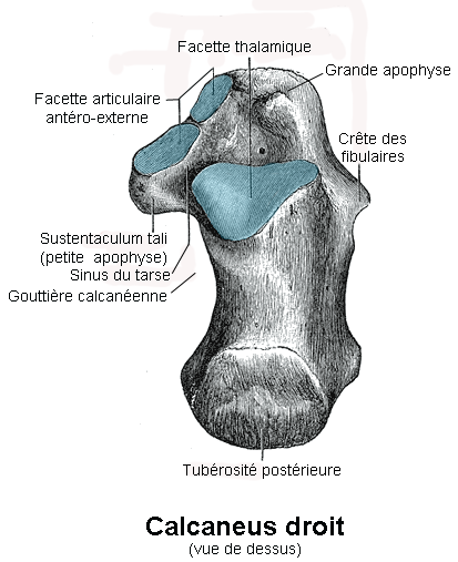 https://upload.wikimedia.org/wikipedia/commons/d/d7/Calcaneus_Vue_sup%C3%A9rieure.png