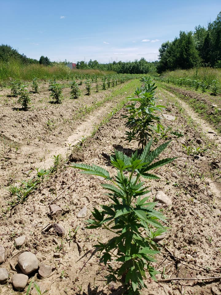 ananda hemp farms