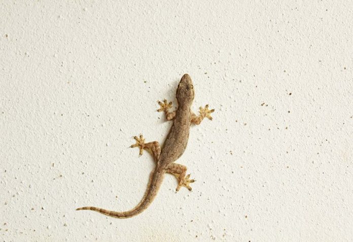lizard pest control