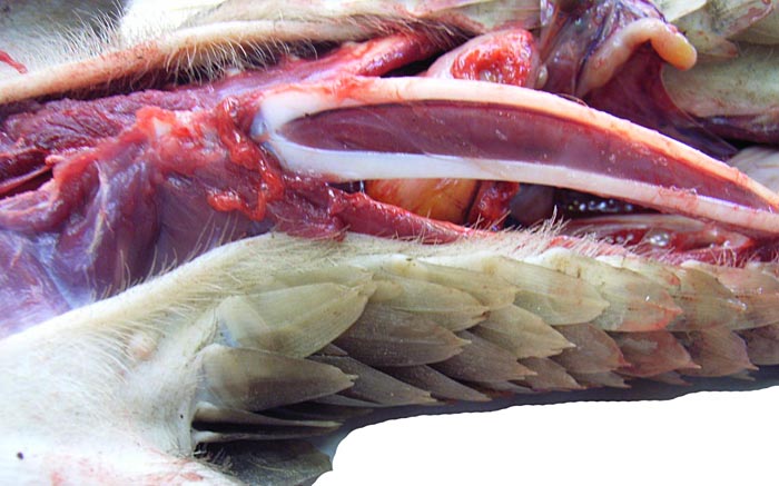 The musculature in between the cartilages of the tongue is very evident in this mature animal’s tongue.