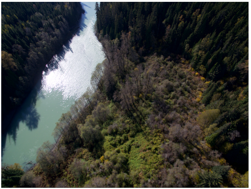 A photograph of a green river shows one section of the riverbank with sparse and dead-looking trees with smaller shrubbery. The surrounding forest is denser with healthy evergreen trees.