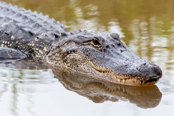 28,786 Alligator Stock Photos, Pictures &amp; Royalty-Free Images - iStock