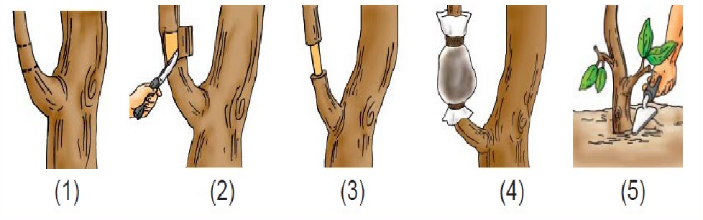 H:\Langkah_langkah_mencangkok.png