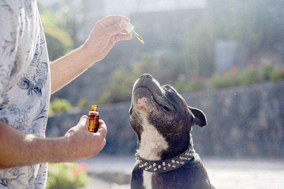 Cbd Oil Dogs, Cbd Oil Pets, Hemp Oil Dog, Dog, Staffy