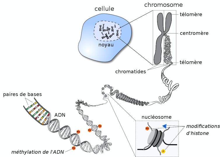 Niveau de compaction de l’ADN, de la séquence des lettres (ATCG) au repliement final en chromosome dans le noyau des cellules