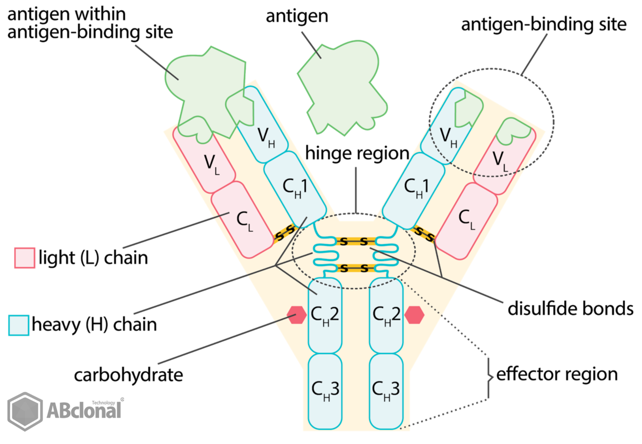 IgG Antibody Structure