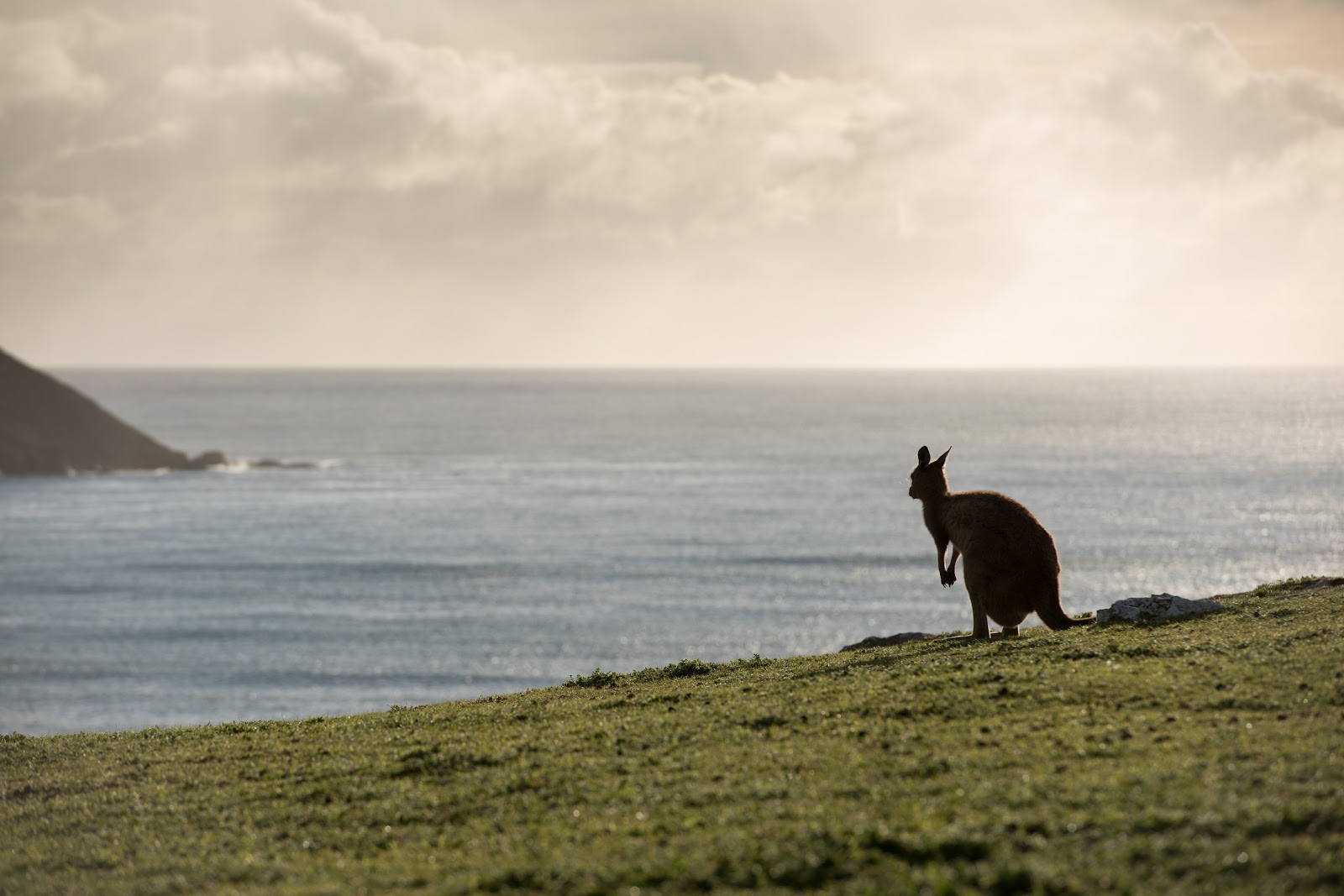 Australia is nearly as large as the continental US. As when any disaster hits, the economy needs a jolt. SAdly Kangaroo Island is one of the most affected places, yet visit is still possible and encouraged. Let me tell you why you SHOULD visit Australia now.