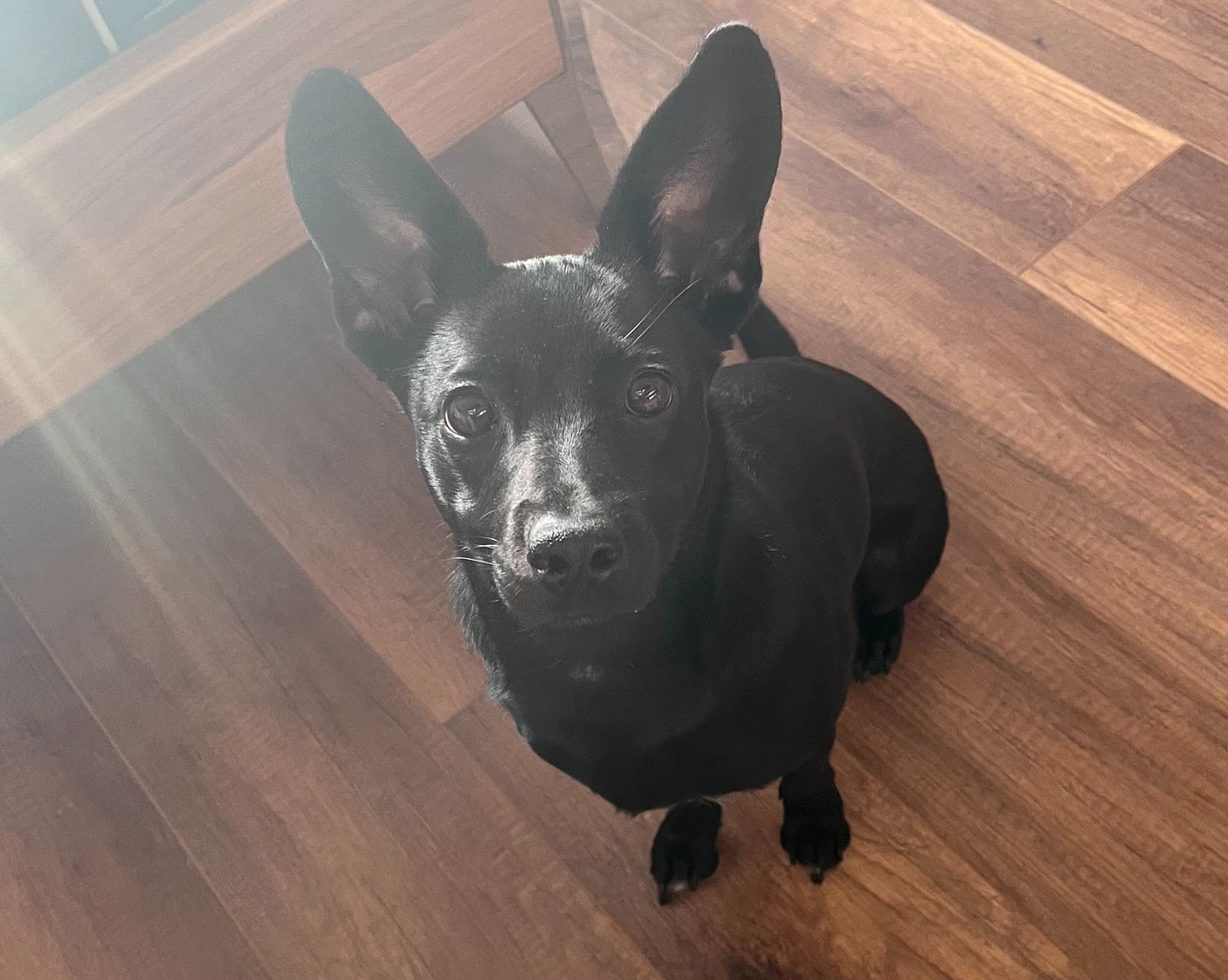 Elli, ein schwarzer (äußerst niedlicher) Hund mit großen, aufgestellten Ohren, guckt aufmerksam in die Kamera