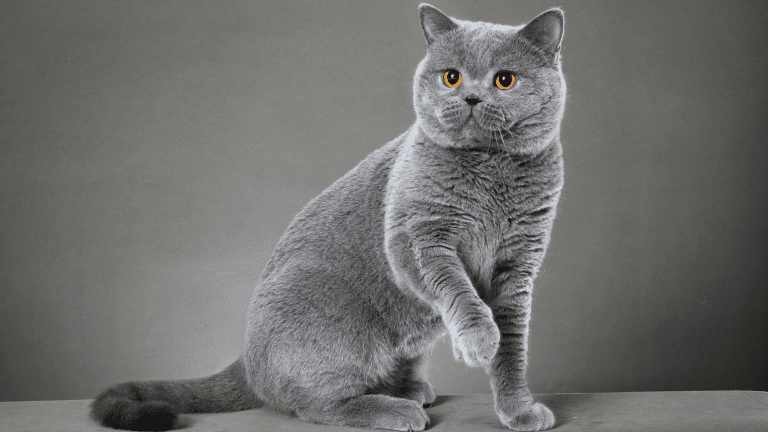 ทำความรู้จักแมวพันธุ์บริติช ช็อตแฮร์ แมวผู้ดีจากประเทศอังกฤษ
