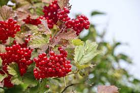 Highbush Cranberry - Viburnum Trilobum | Shrubs | Cold Stream Farm