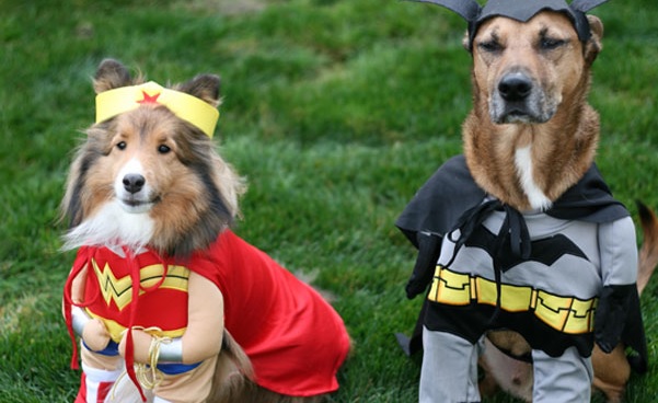 Halloween Safety Tips for Dogs | furry friend | birthday suit