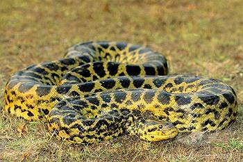 Image result for yellow anaconda