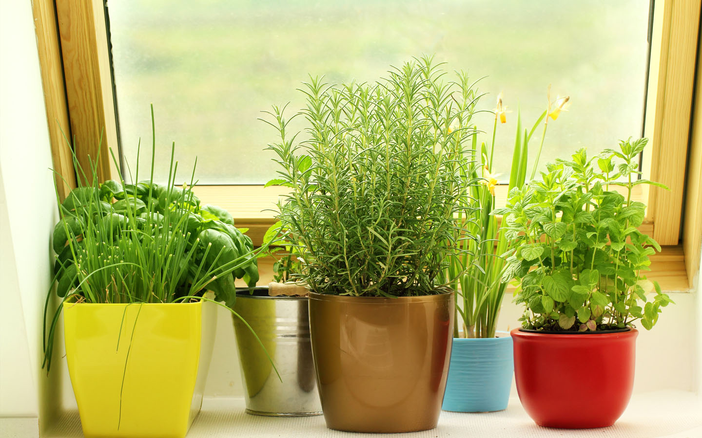 Growing herbs in small pots
