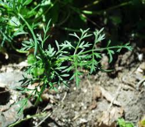 pignut leaves