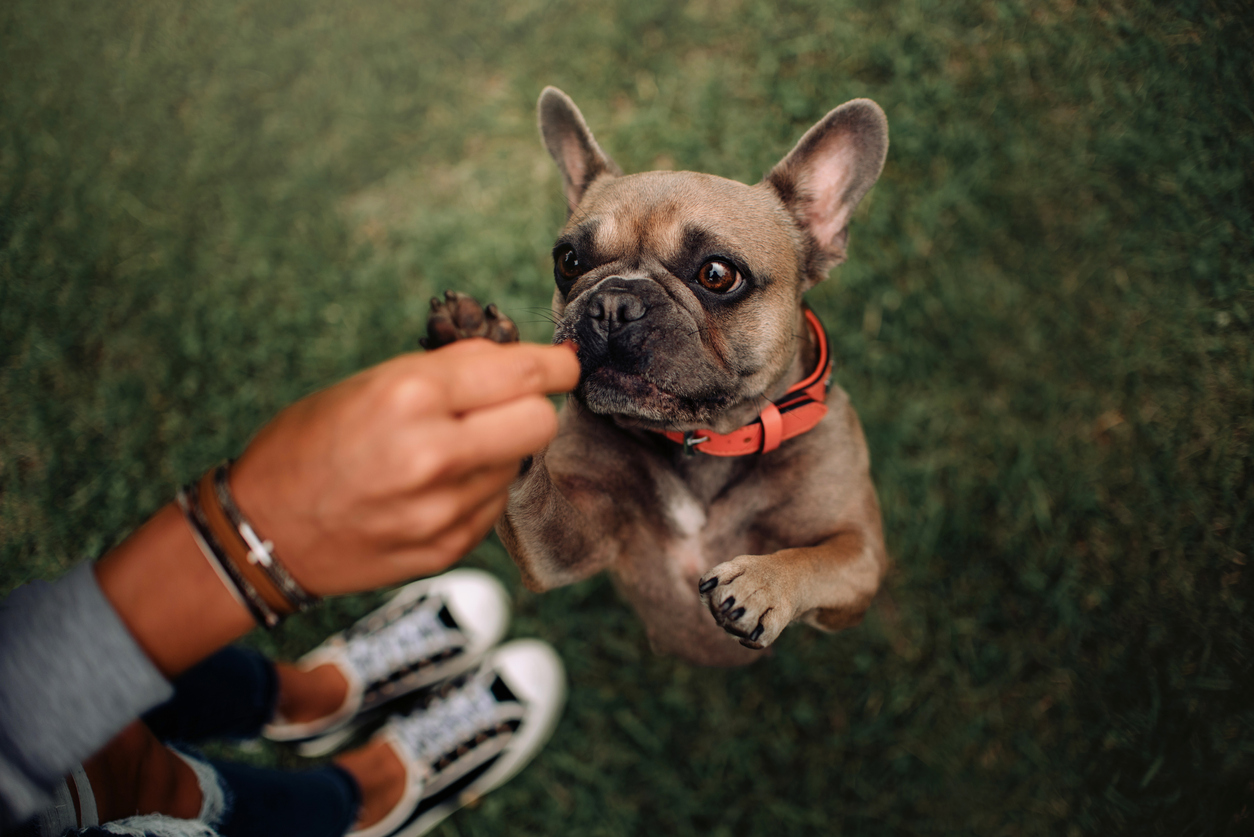 dog-training-treats