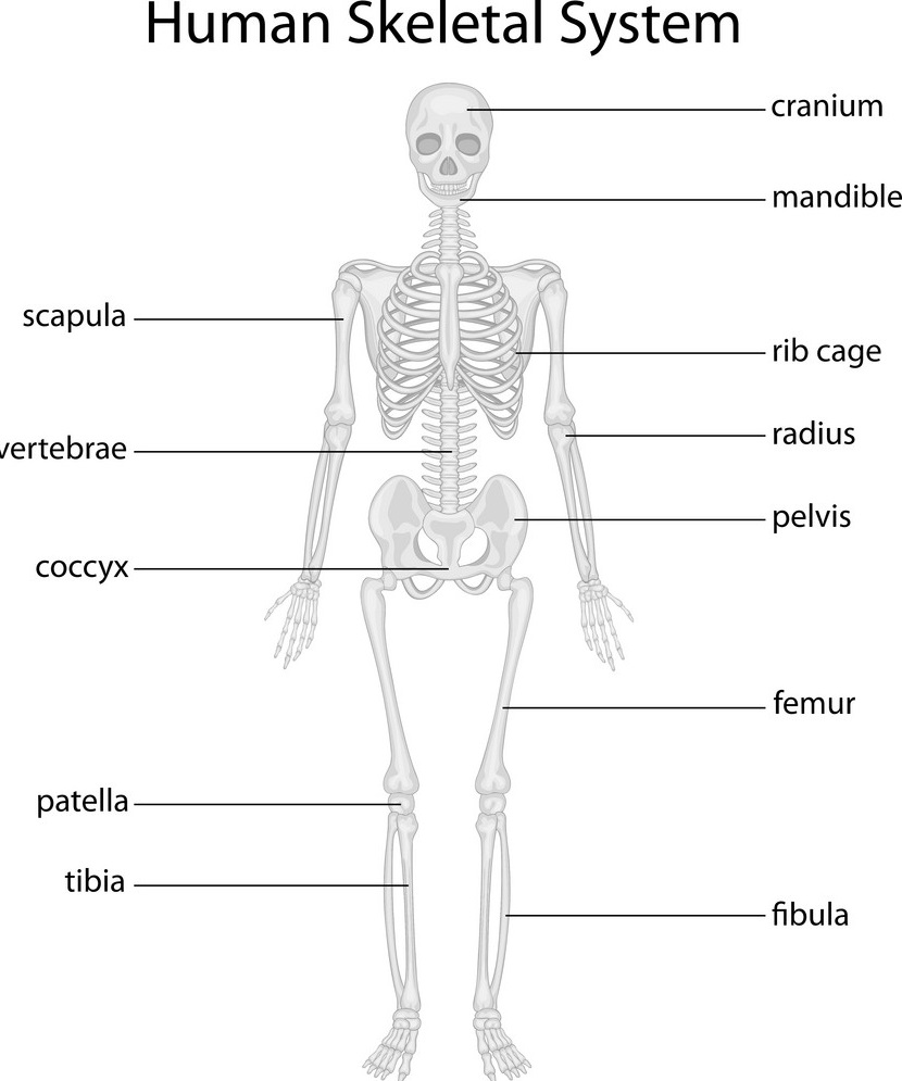 Human Skeletal system