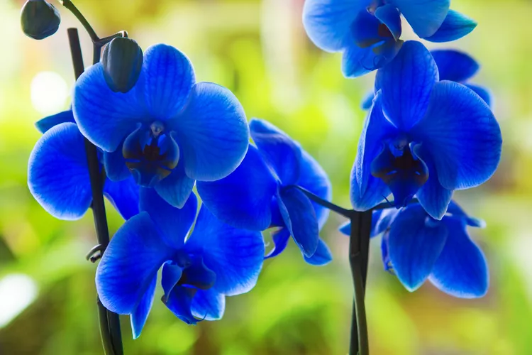 Blue Orchids: Peace and Wisdom