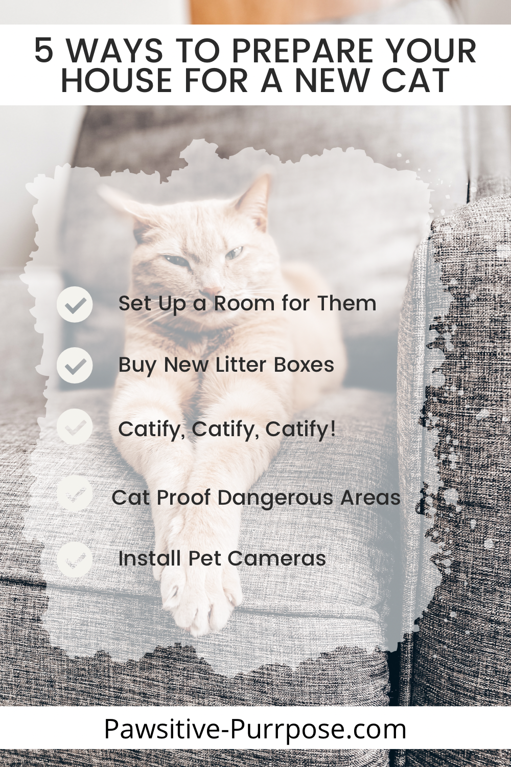 List of things to do when you adopt a cat