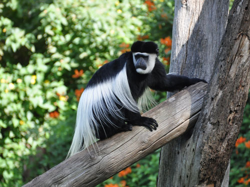 photo Omo river guereza / <span class='cursive'>Colobus guereza guereza</span> 