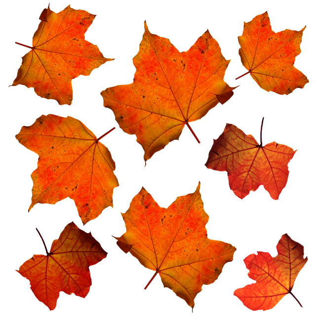 Fall, Leaves, Leaf, Isolated,