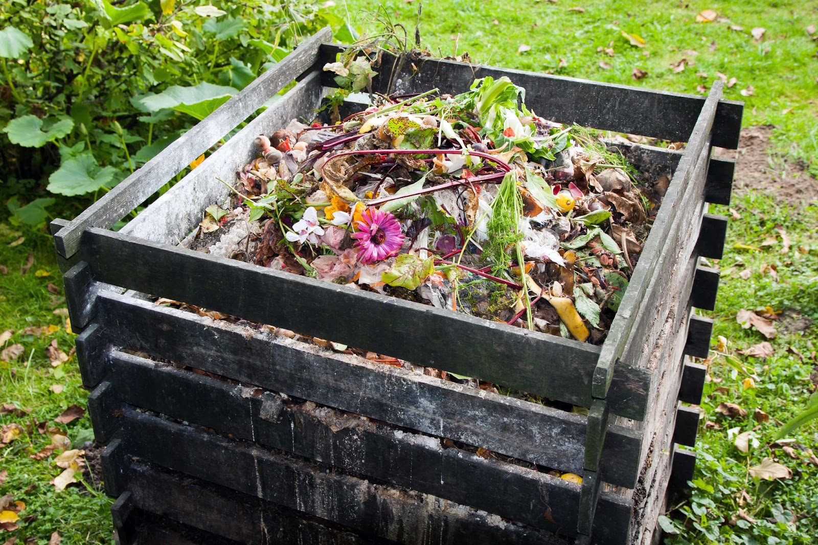 A Square compost heap in a wooden crate