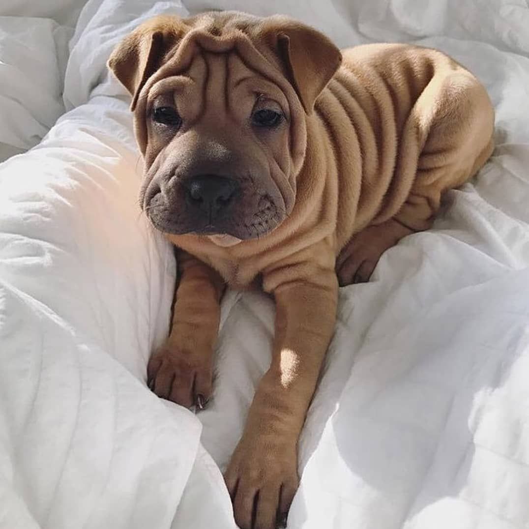 Too many rolls to handle 😍🐶 | Dogs, Pedigree dog, Cute dogs