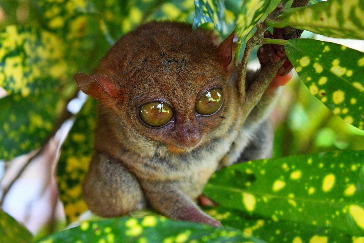 Tarsier