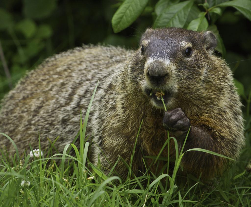 Groundhog | Shenandoah National Park | Flickr