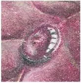D:\0 wd yedek\acr yedek\1 film indirme\botanicheskaya_illyustraciya2_files\image159.jpg