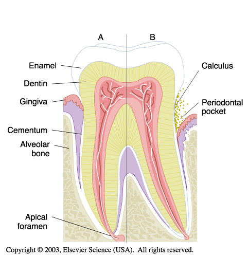 Perio 102 - Austin Dental Careers