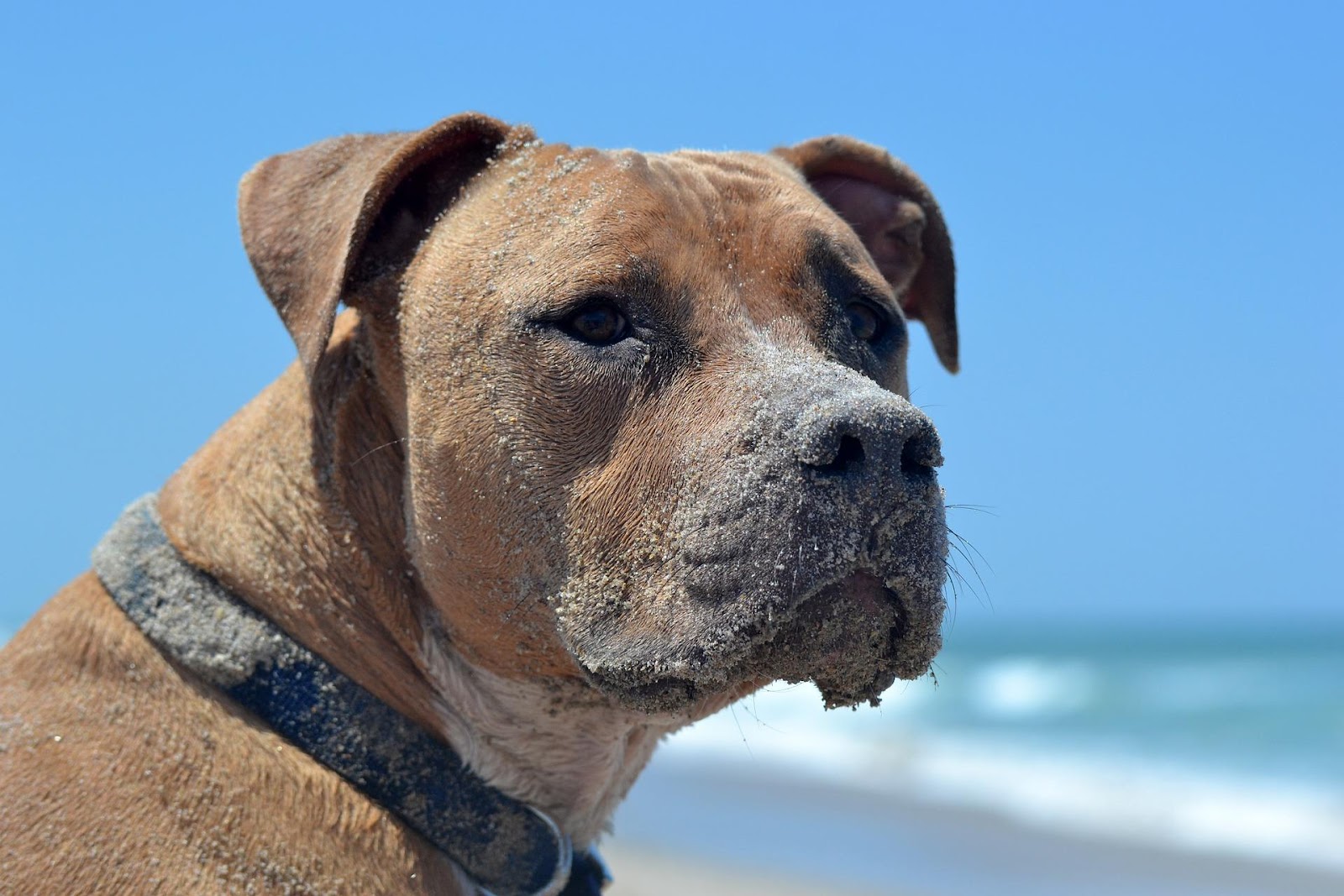 pitbull