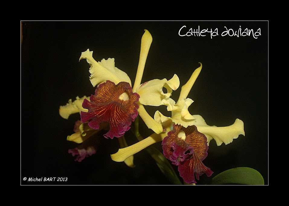 Cattleya dowiana WZWfndzb64_q_QndWmddecDRBT4eYm98J7rNBadntCw=w957-h683-no