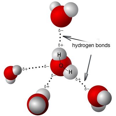 Model of hydrogen bonds in water.