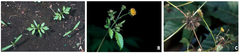 plantas daninhas no milho: picão preto