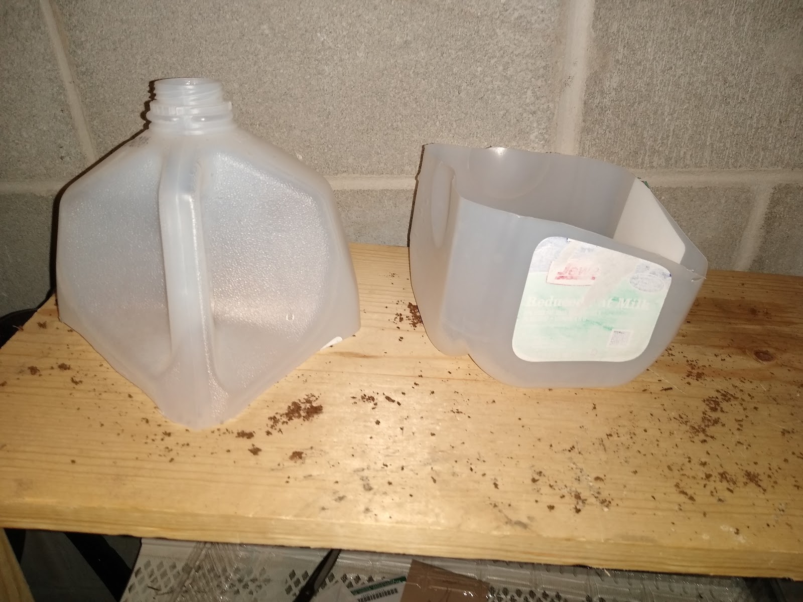 winter sowing with milk jugs