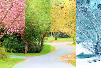 A composite collage of four images of one street lined with cherry trees photographed in all four seasons from the exact same location. Branches in the trees line up perfectly. 