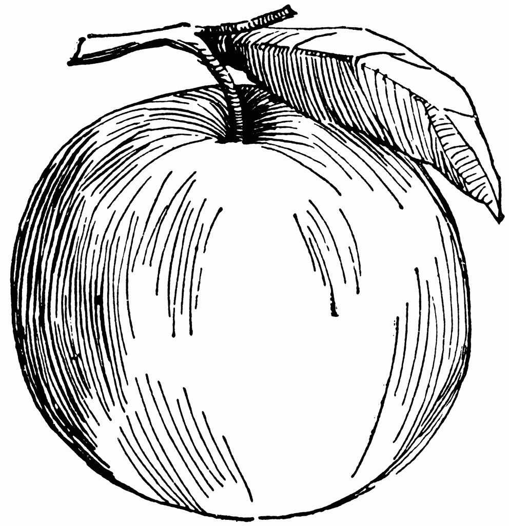 Apple Fruit Drawing Apple Clipart Etc Clipart Best Clipart Best