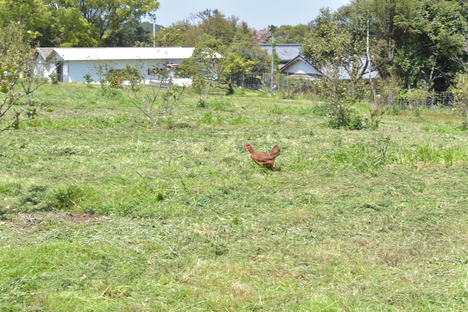 明治時代から続く農場】放し飼いの土佐ジローが行ったり来たり