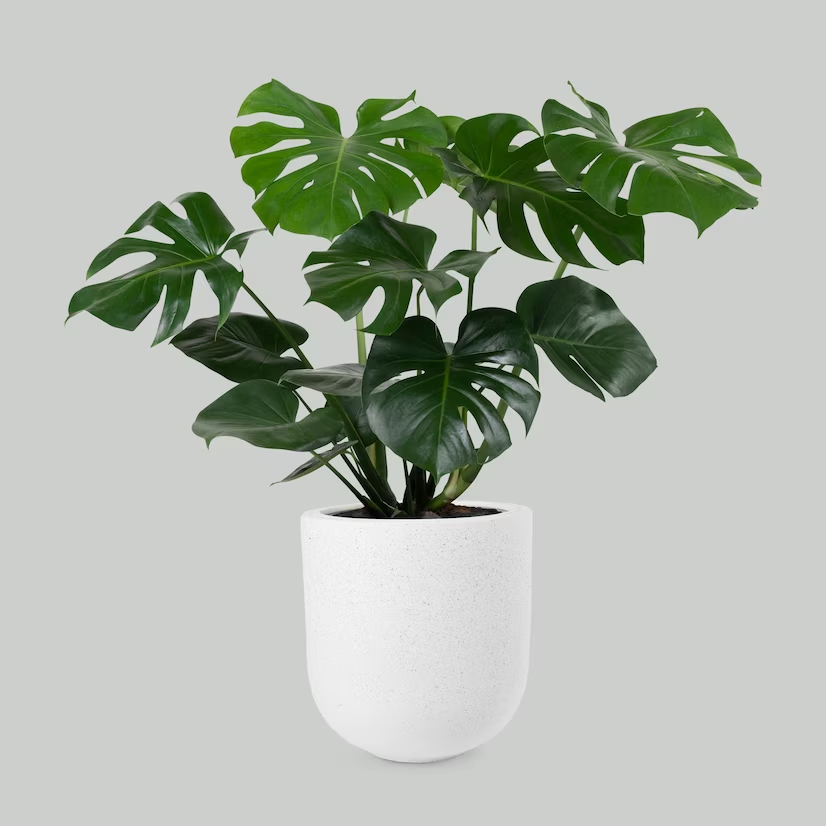 Monstera deliciosa