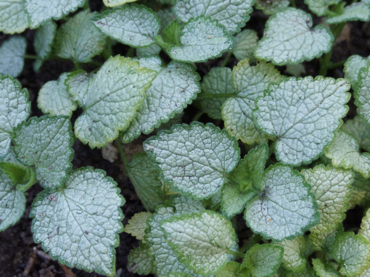 https://upload.wikimedia.org/wikipedia/commons/1/12/Lamium_maculatum_%27White_Nancy%27_a1.jpg