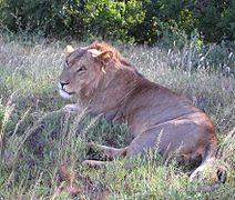 https://upload.wikimedia.org/wikipedia/commons/thumb/4/47/Lion_male_with_scanty_mane_at_Samburu_NR_2.jpg/212px-Lion_male_with_scanty_mane_at_Samburu_NR_2.jpg