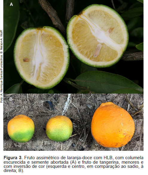 Frutos de citros com sintomas da doença greening