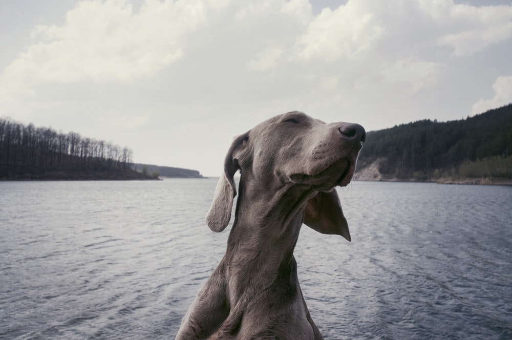 A Weimaraner over a choppy lake on a cloudy day