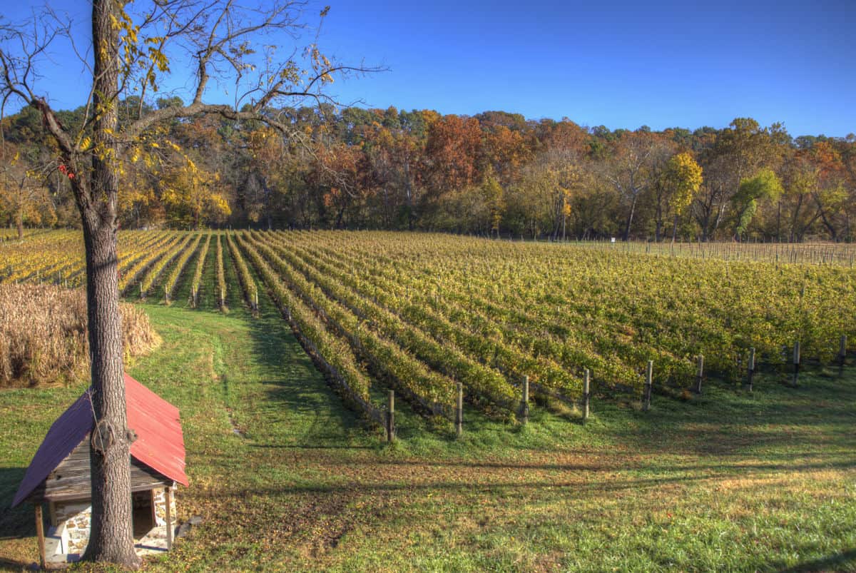 Shenandoah Valley Vineyards With Views