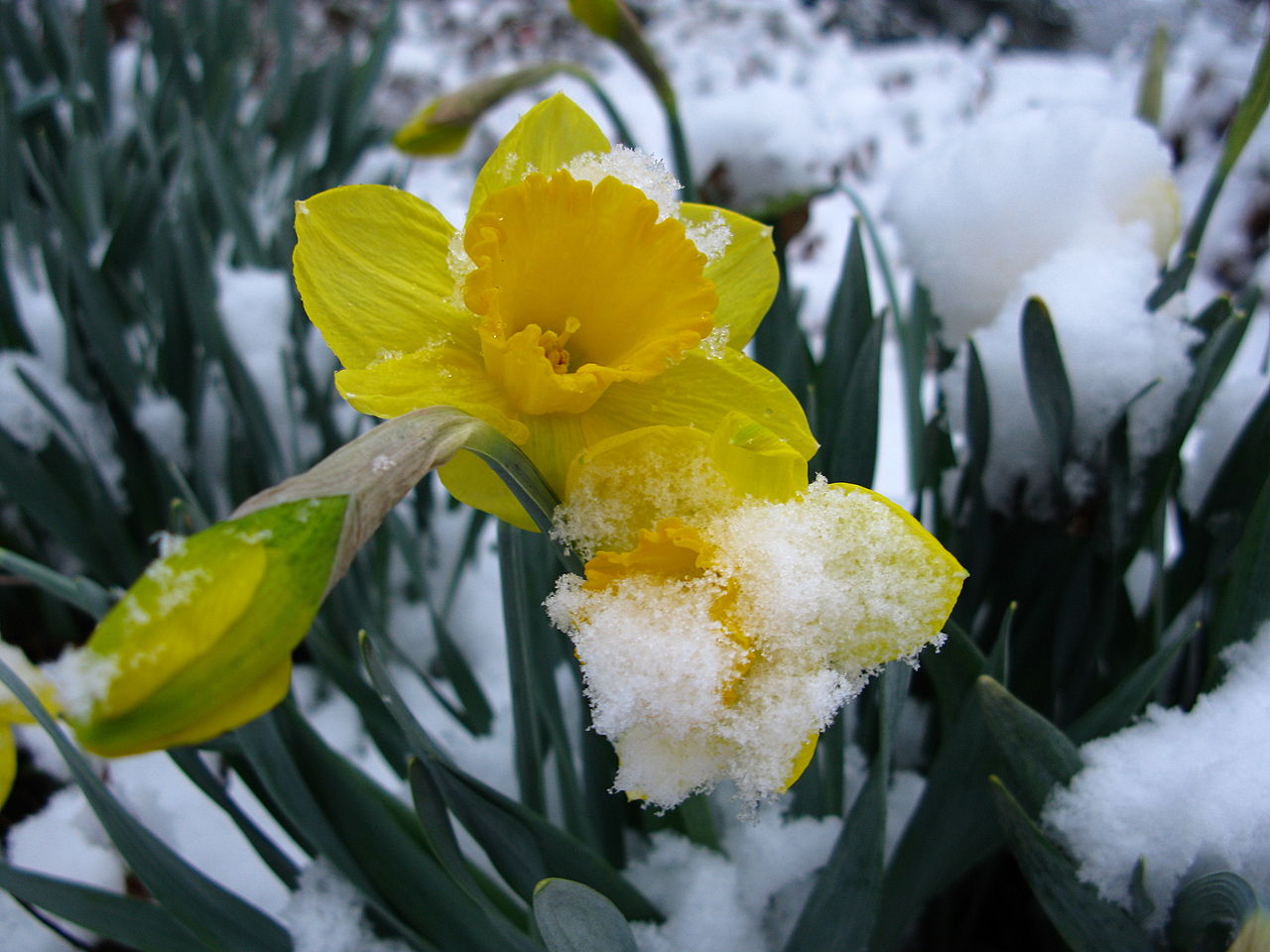 File:Snow-daffodil-spring- ...