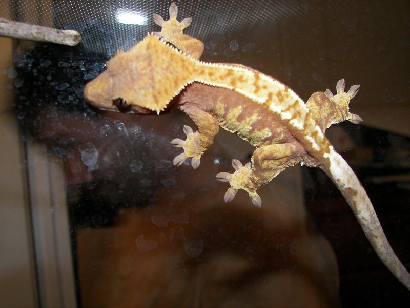 Harlequin Crested Gecko