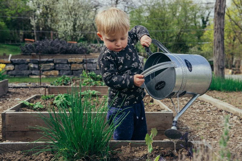A toddler emptying a water can into a garden